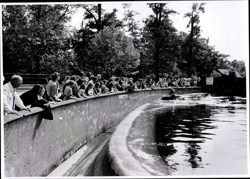 Foto Berlin Tiergarten, Bert Sass, Robben am Beckenrand im Berliner Zoo