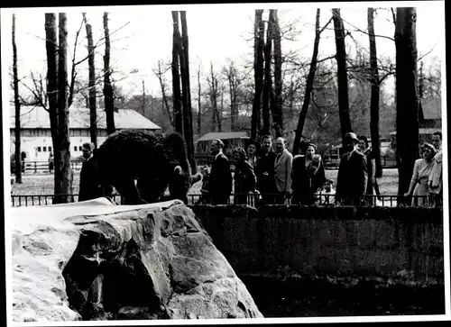 Foto Berlin Mitte, Bert Sass, Zoologischer Garten, Braunbär im Gehege