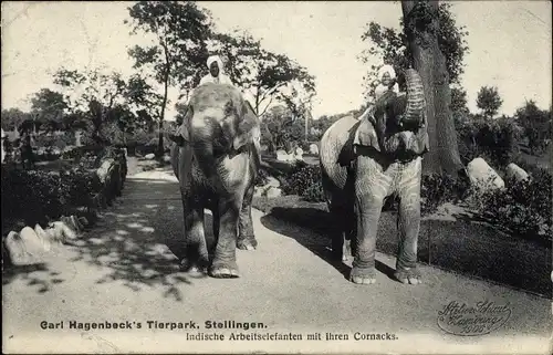 Ak Hamburg Eimsbüttel Stellingen, Carl Hagenbecks Tierpark, Indische Arbeitselefanten