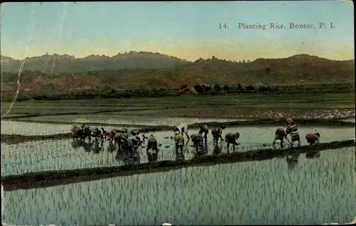 Ak Bontoc Philippinen, Planting Rice, Reisfelder