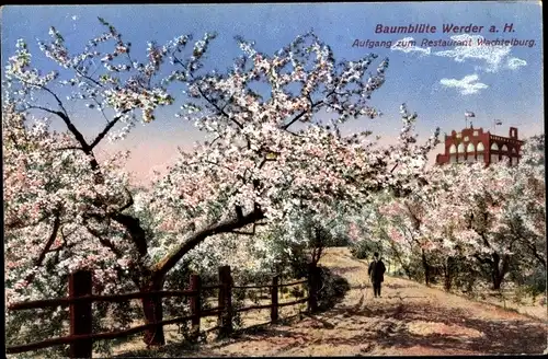 Ak Werder an der Havel, Baumblüte, Aufgang zurm Restaurant Wachtelburg