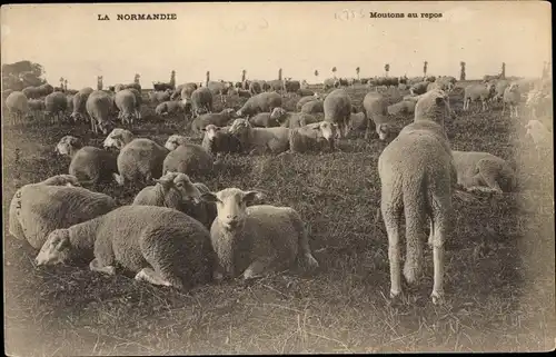 Ak Calvados, Moutons au repos, Schafe