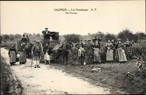 Ak Saumur Maine et Loire, Les Vendanges