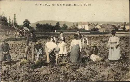 Ak Côte-d’Or, Recolte des Pommes de terre