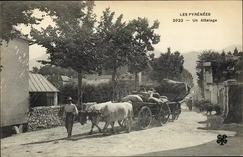 Ak Pyrénées Atlantiques, Un Attelage, Ochsengespann
