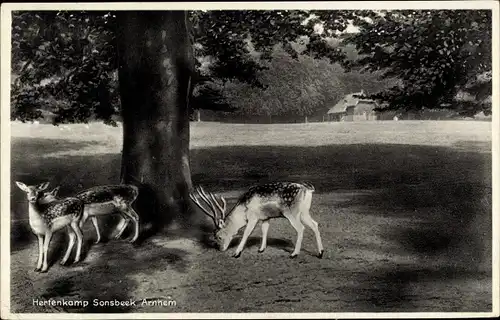 Ak Arnhem Gelderland Niederlande, Hertenkamp Sonsbeek, Rehe