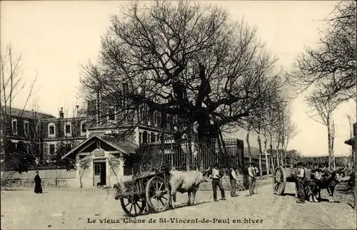 Ak Saint Vincent de Paul Landes, Le vieux Chene en hiver