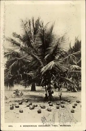 Ak Mombasa Kenia, Cocoanut Tree