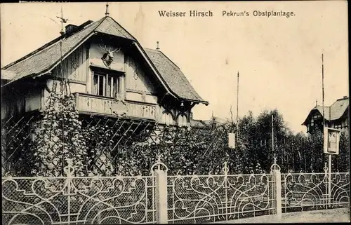 Ak Dresden Weißer Hirsch, Pekruns Obstplantage