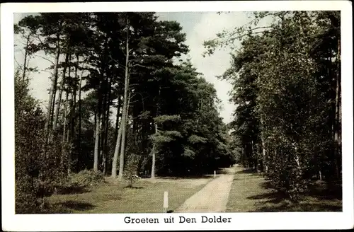 Ak Den Dolder Utrecht Niederlande, Weg durch den Wald