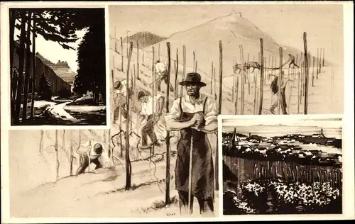 Ak Strasbourg Straßburg Elsass Bas Rhin, Teilansicht, Traubenlese, Vins d'Alsace