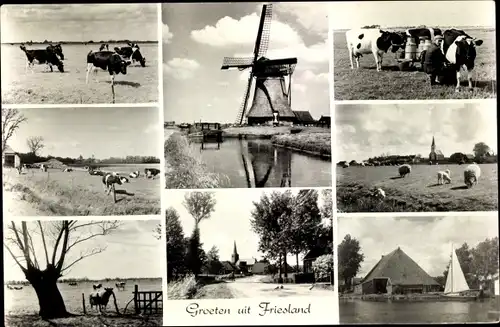Ak Friesland Niederlande, Windmühle, Kühe, Segelboot