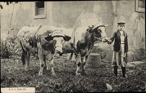 Foto Ak Bauer mit Kühen, Bauernhof, Landwirtschaft