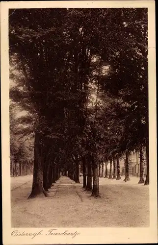 Ak Oisterwijk Nordbrabant Niederlande, Trouwlaantje, Allee