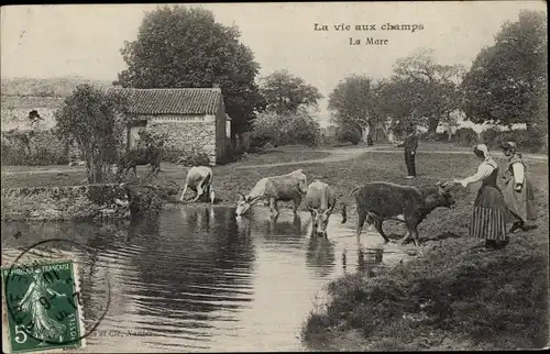 Ak La vie aux champs, la Mare, Rinder