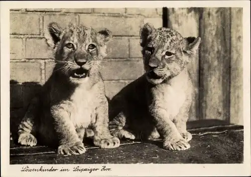Ak Löwenkinder im Leipziger Zoo