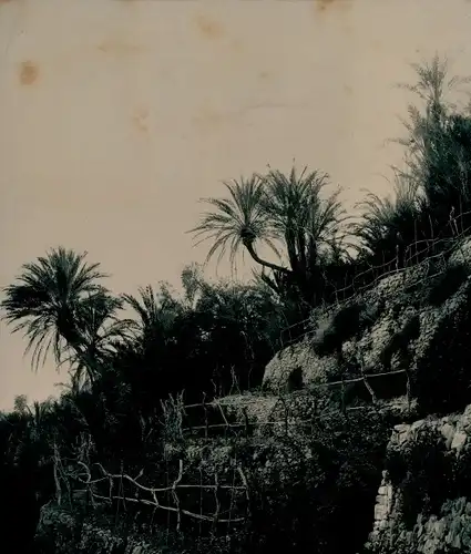 Chromotypie Bordighera Liguria, Palmiers