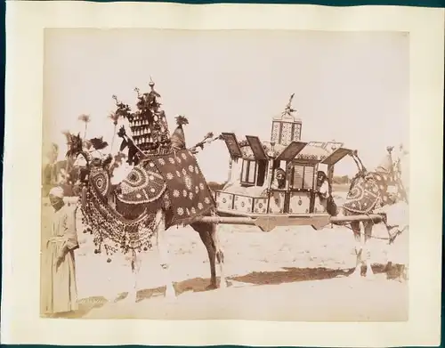 Foto Ägypten, geschmückte Kamele tragen Sänfte