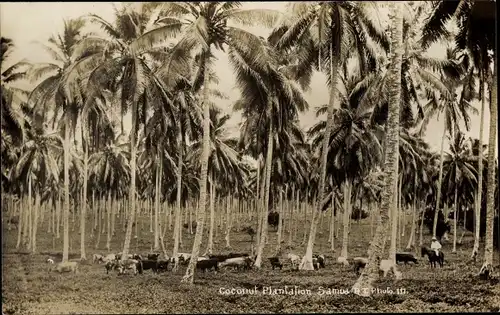 Foto Ak Samoa, Coconut Plantation, Kokosnusspalmen