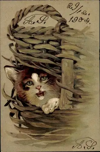 Litho Katze in einem Flechtkorb