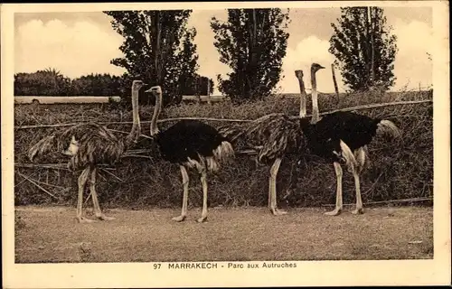 Ak Marrakesch Marokko, Parc aux Autruches, Strauße