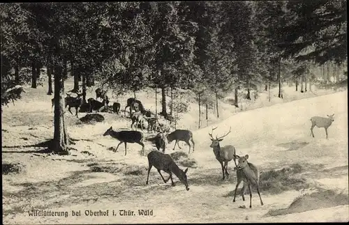 Ak Oberhof im Thüringer Wald, Wildfütterung