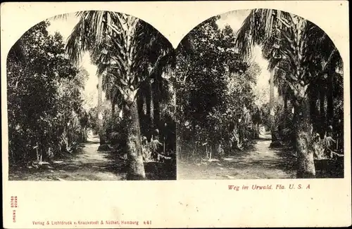 Stereo Ak Florida USA, Weg im Urwald