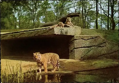Ak Duisburg im Ruhrgebiet, Tierpark, Sibirische Tiger auf der Freianlage