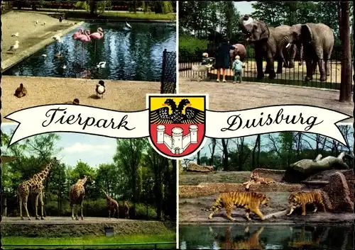Ak Duisburg im Ruhrgebiet, Tierpark, Flamingos, Elefanten, Tiger, Giraffen