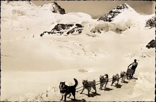 Ak Kanton Bern, Jungfrau, Jungfraujoch, Polarhunde