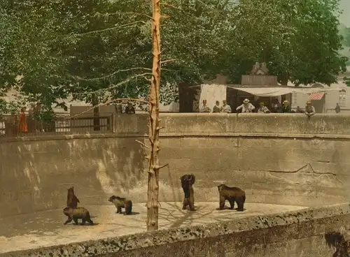 Foto Bern Stadt Schweiz, Bären im Bärengraben