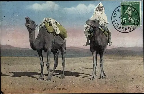 Ak Chamelier Saharien, Maghreb, Kamele