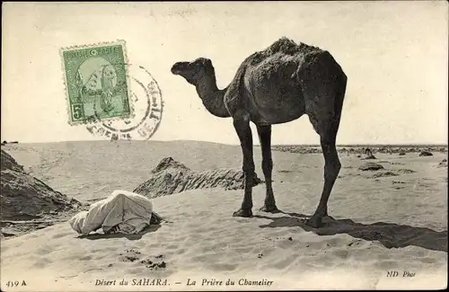 Ak Desert du Sahara, La Priere du Chamelier