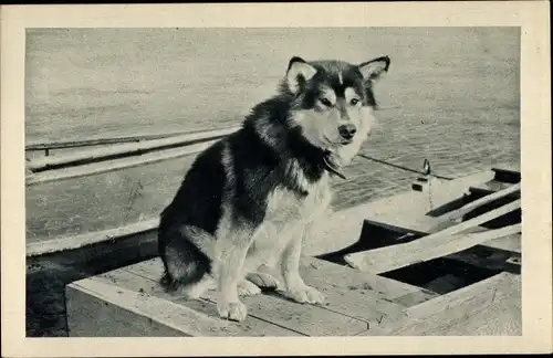 Ak Spat, le Chien de tête de l'Attelage de Mary's Igloo, Alaska, Polarhund, Schlittenhund