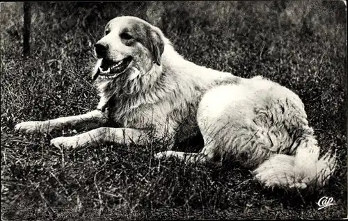 Ak Scenes et Types des Pyrenees, Chien des Pyrenees, Hund