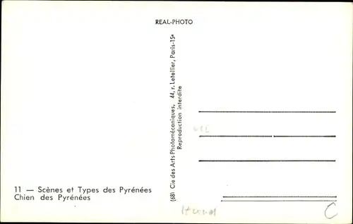 Ak Scenes et Types des Pyrenees, Chien des Pyrenees, Hund