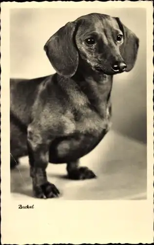 Ak Hundeportrait, Dackel