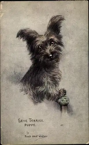Künstler Ak West Watson, Maud, Skye Terrier Puppy, Hund, Welpe