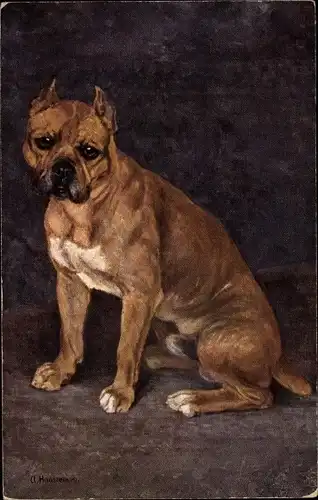 Künstler Ak Haustein, A., Rassehund, Hundeportrait