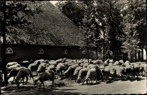 Ak Exloo Midden Drenthe Drenthe Niederlande, Schaapskooi, Schafherde