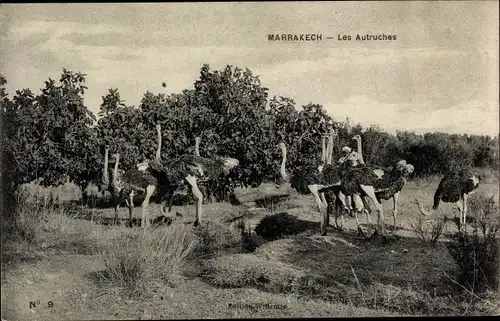 Ak Marrakesch Marokko, Les Autruches, Strauße