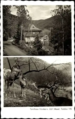 Ak Zell an der Mosel, Forsthaus Irlenborn, Wildpark, Wild