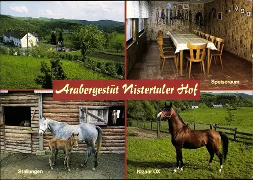 Ak Helmeroth Eichelhardt im Westerwald, Arabergestüt Nistertaler Hof, Stallungen, Nizaar OX, Pferde