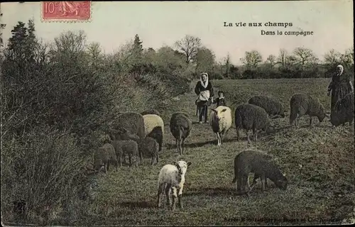 Ak La vie aux champs, dans la campagne, Schafe