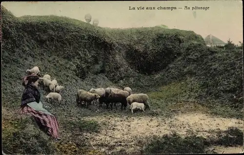 Ak La vie aux champs, au paturage, Schafe