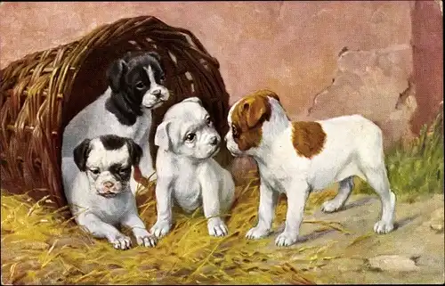 Ak Ein Eindringling, Hundeportrait, Welpen