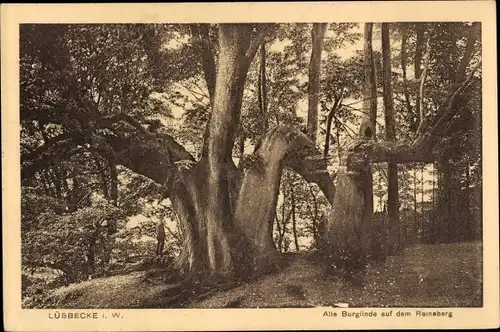 Ak Lübbecke in Westfalen, Alte Burglinde auf dem Reineberg