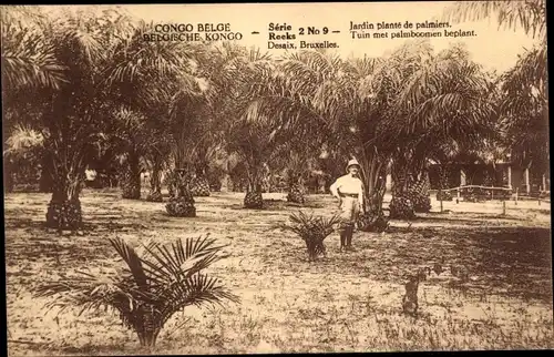 Ak Congo Belge DR Kongo Zaire, Jardin planté de palmiers