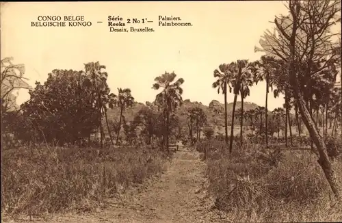 Ak Congo Belge DR Kongo Zaire, Palmiers