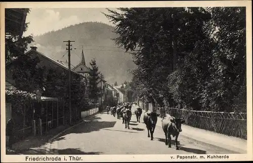 Ak Friedrichroda im Thüringer Wald, von Papenstraße mit Kuhherde